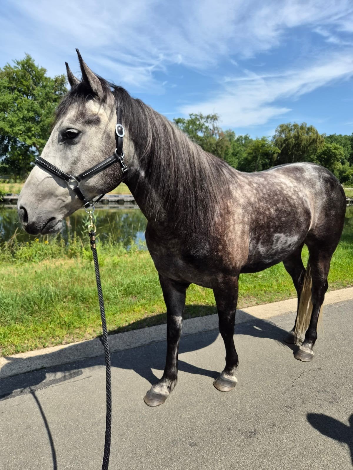 zeer lieve ruin, Animaux & Accessoires, Chevaux, Hongre, Débourré, Moins de 160 cm, 3 à 6 ans, Cheval de récréation, Avec puce électronique
