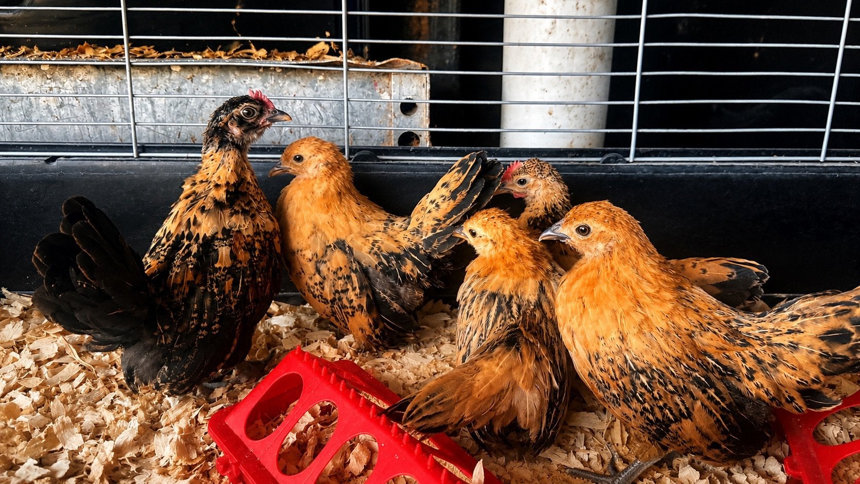Serama haantjes (type A), Dieren en Toebehoren, Pluimvee