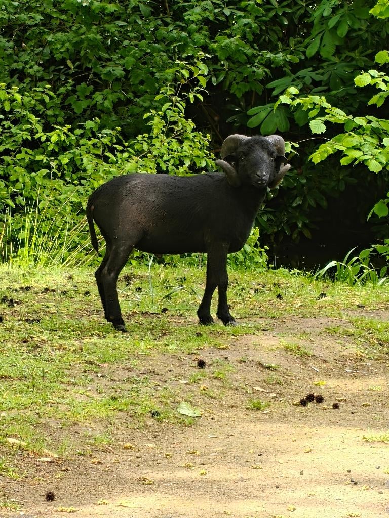 Ouessant schaap ram 2 jaren oud, Mâle, Mouton, 0 à 2 ans