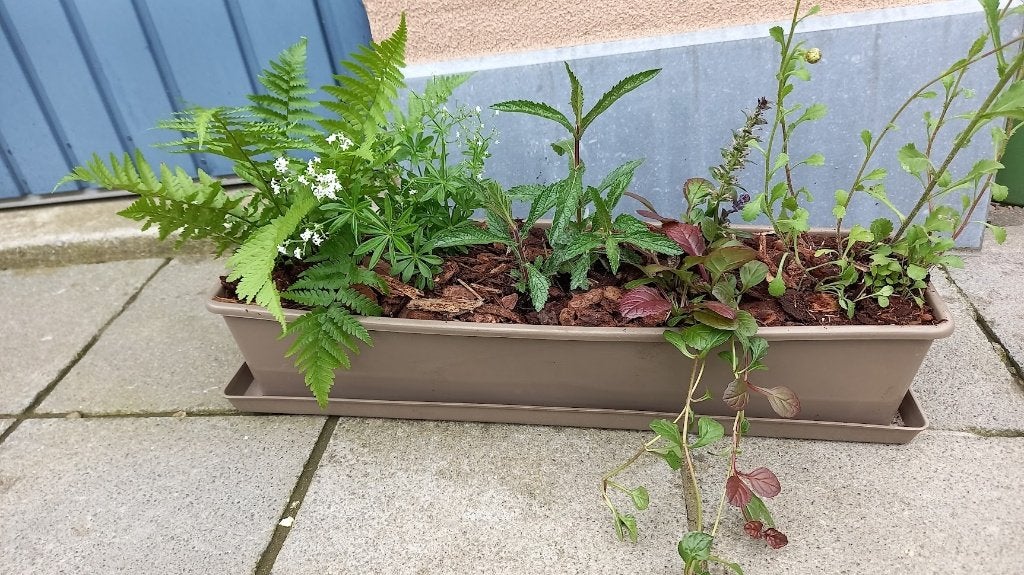 bloembak met onderschaal opgevuld met winterharde planten, Ophalen