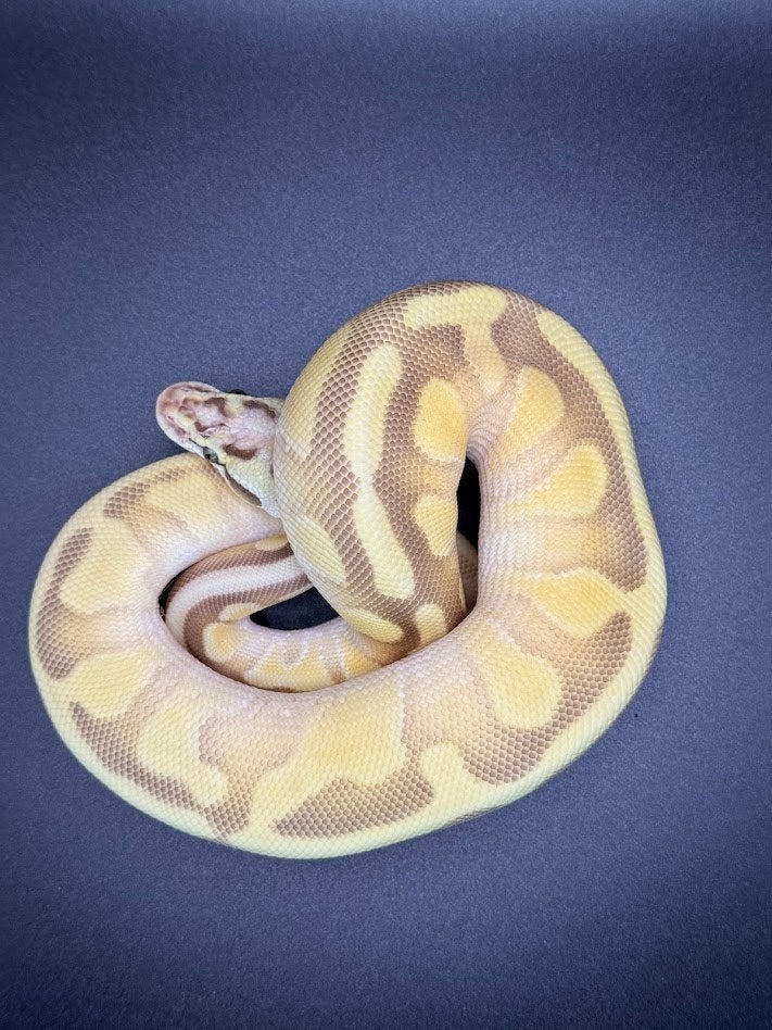 NK25 Ball Pythons Ball Python - female for sale from Tom Vloemans
