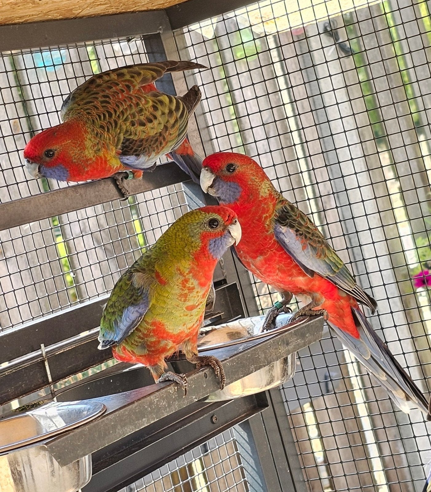 6 penanten die mogen verhuizen., Plusieurs animaux, Perruche, Bagué