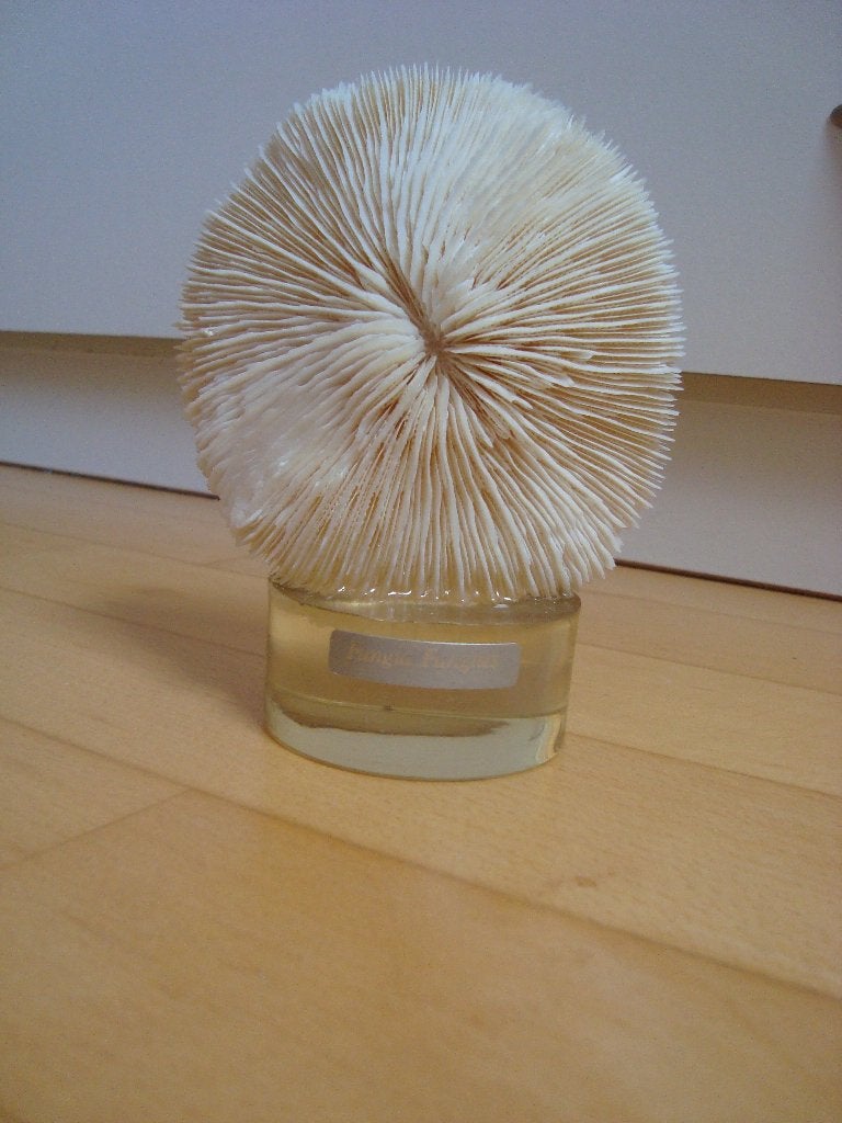 corail blanc déco collection, Collections, Enlèvement, Autres types