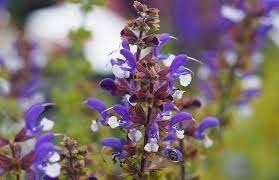 Salvia Azure Snow, Enlèvement