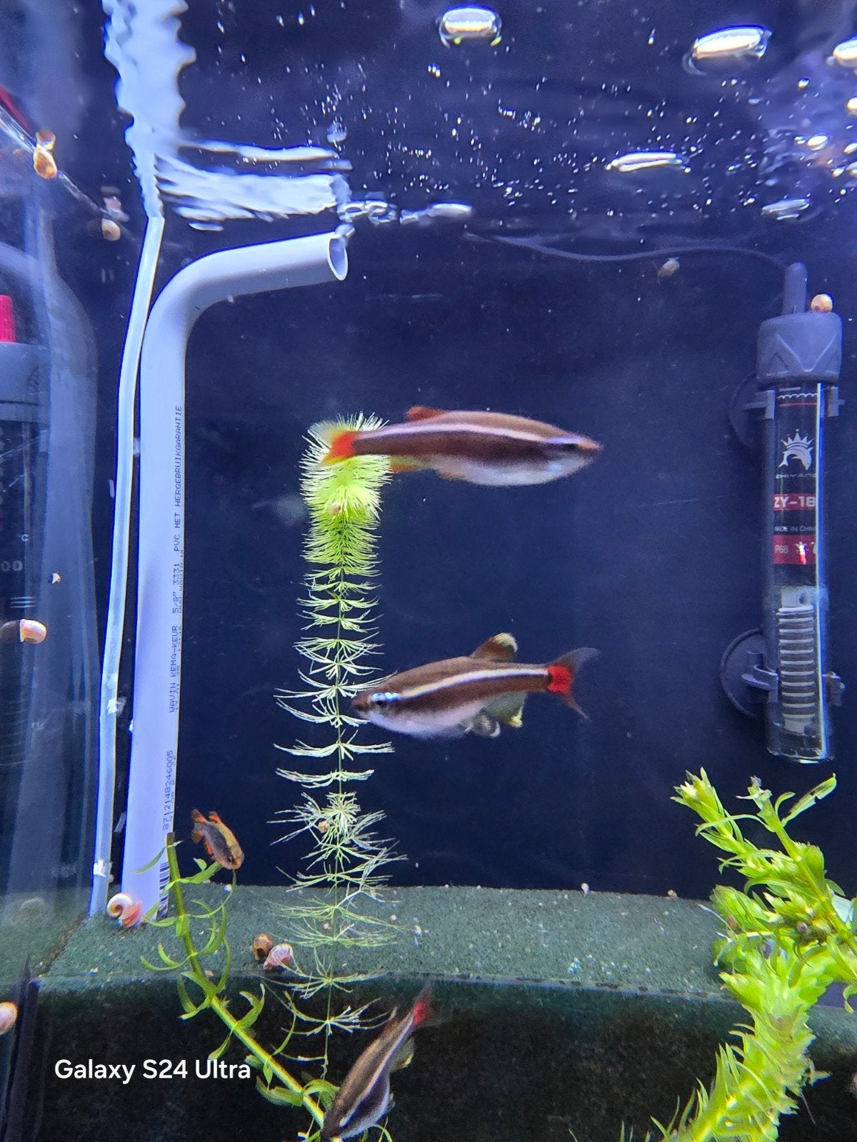 White Cloud Mountain Minnow, Poisson, Poisson d'eau douce, Banc de poissons