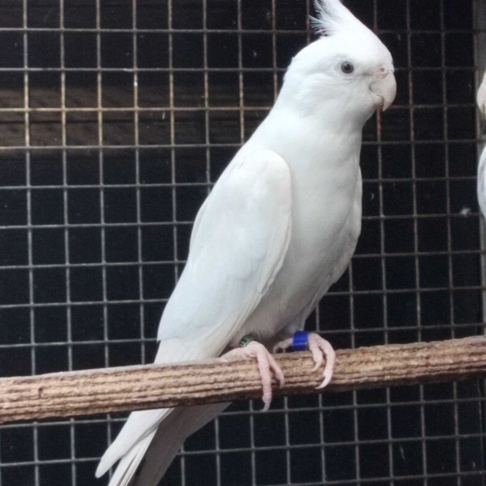 Witte man valkparkiet, Mâle, Perruche, Bagué