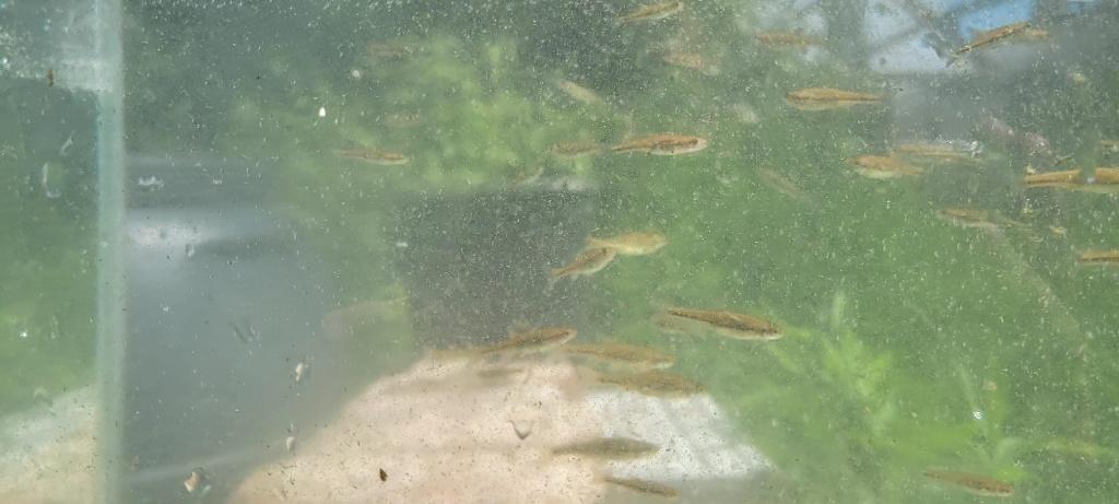 Rainbow shiner Notropis Chrosomus Regenboog Elrits (jongen), Dieren en Toebehoren, Vis, Zoetwatervis, Schoolvis