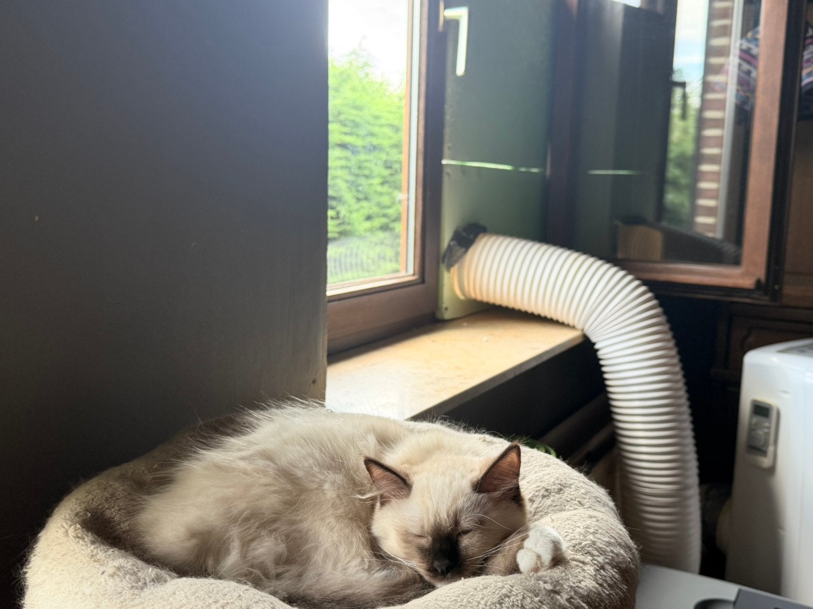 Ragdoll kittens, Plusieurs animaux, Vermifugé, 0 à 2 ans