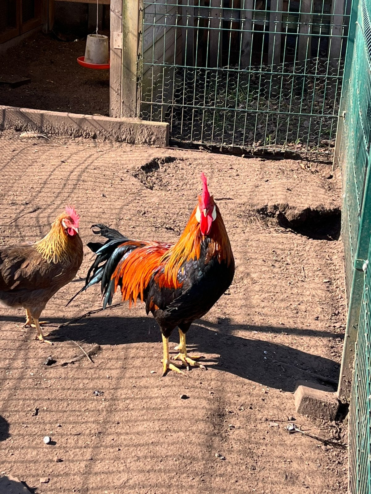 Broedeieren leghorn goudpatrijs