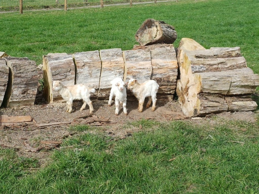 tamme bokjes te koop, Dieren en Toebehoren, Schapen, Geiten en Varkens, Mannelijk, Geit, 0 tot 2 jaar