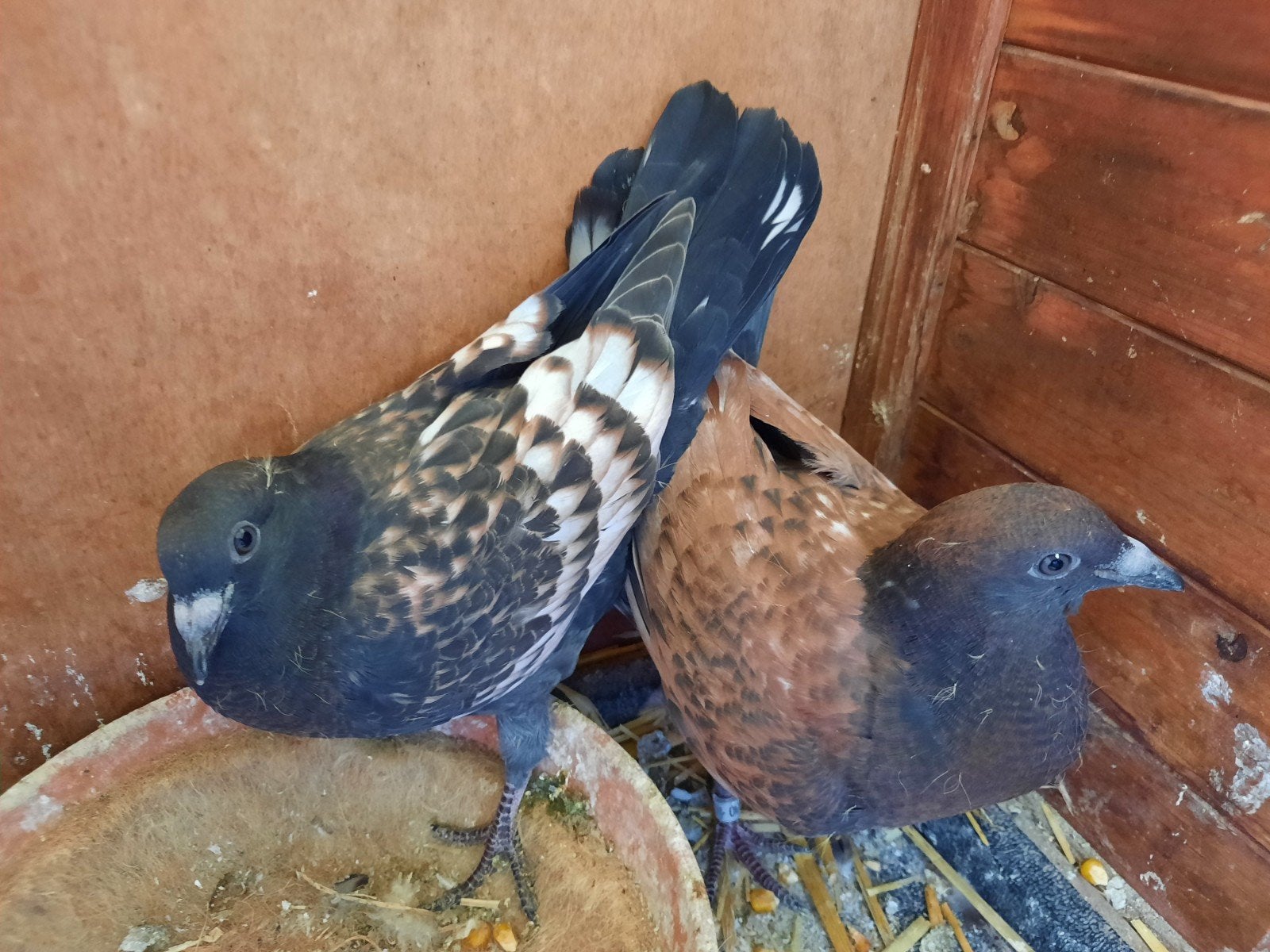2 jonge stencil duiven, Postduif