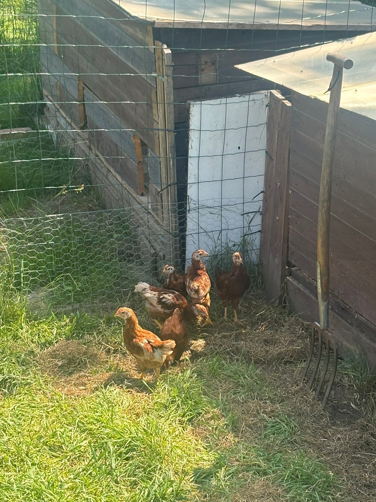 Jonge kuikens– 8 weken oud