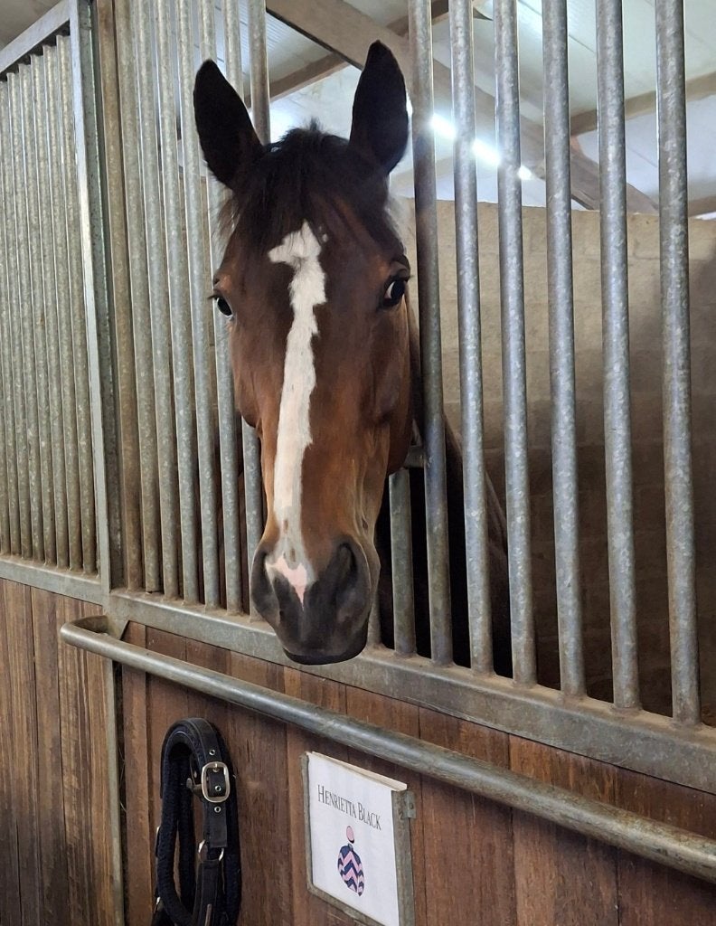Te kooo 5jarige merrie ex renpaard  in de galopkoersen, Dieren en Toebehoren, Merrie, 160 tot 165 cm, 3 tot 6 jaar
