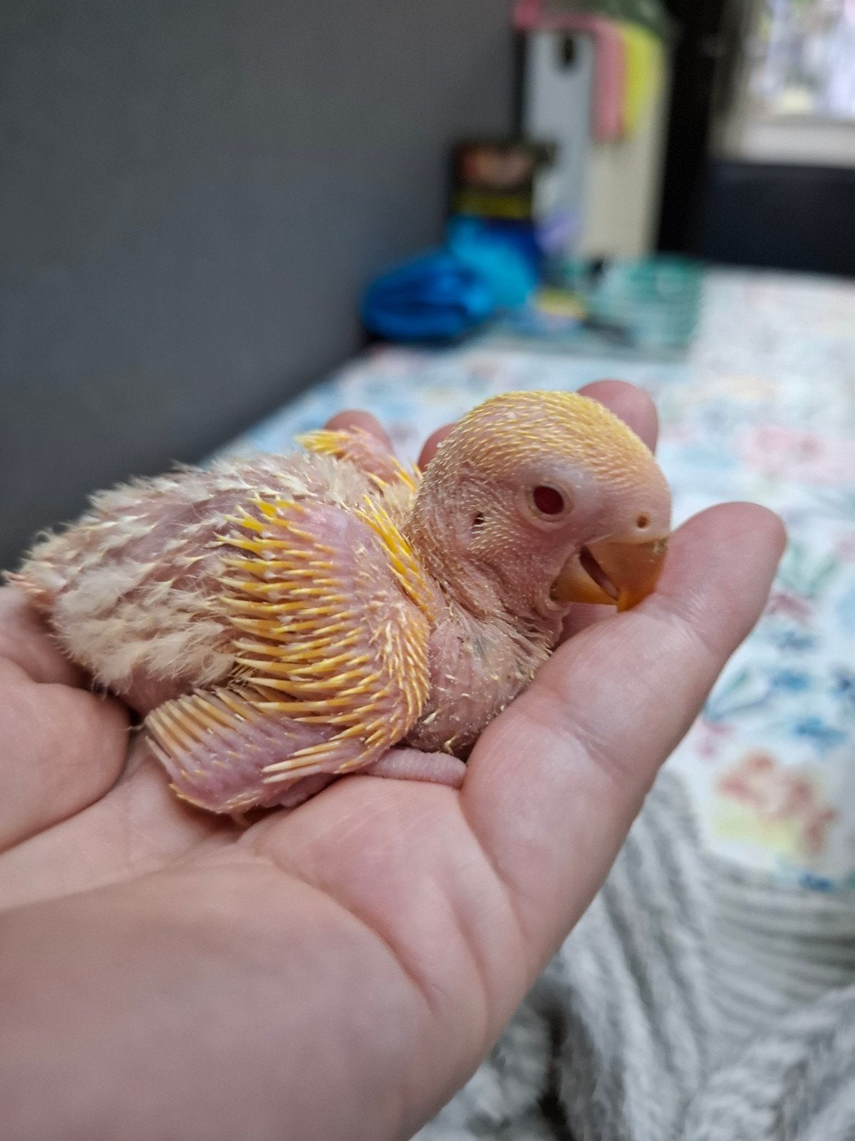 lovebird babys handtam, Dieren en Toebehoren