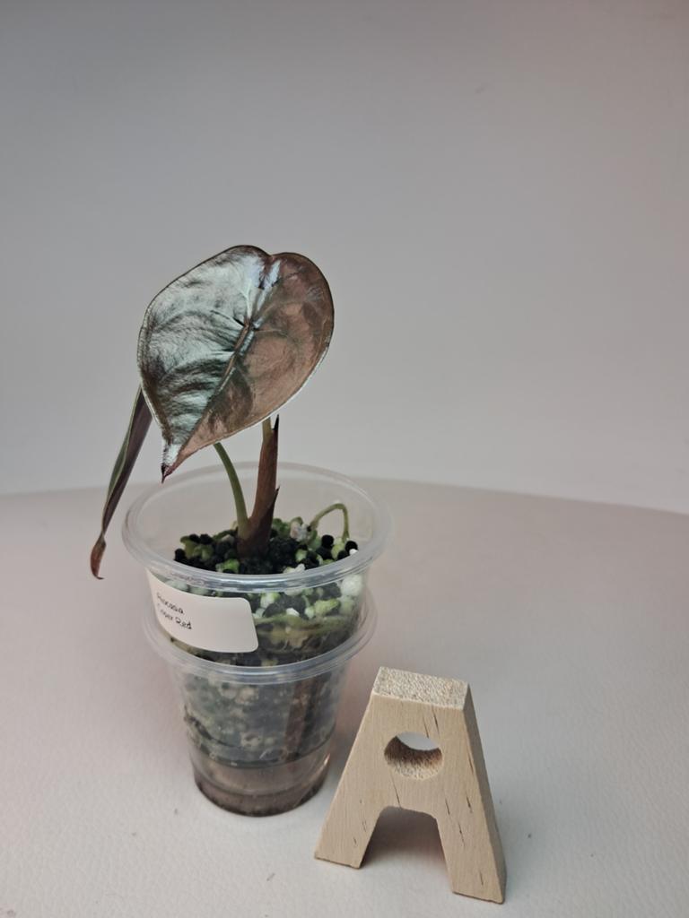 Alocasia Cuprea 'Red Secret' | En Stratum