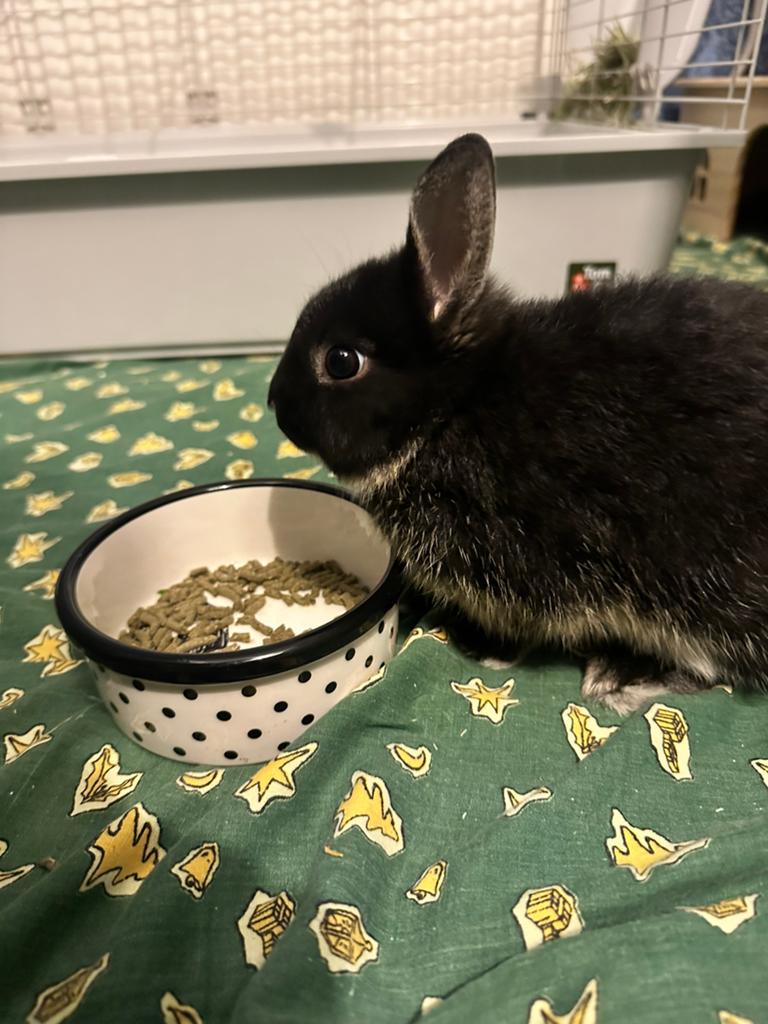 lapin nain, Animaux & Accessoires, Enlèvement ou Envoi