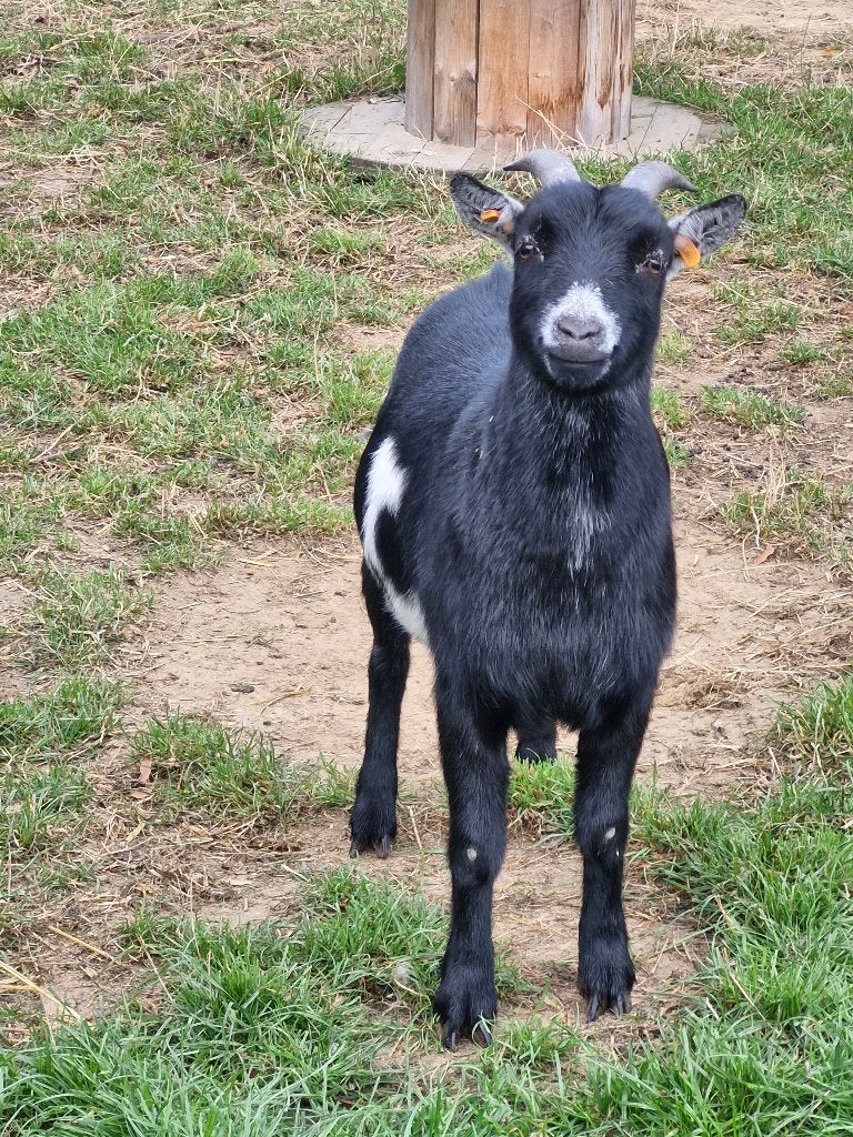 Gecastreerde dwerggeit, Mâle, Chèvre, 3 à 5 ans