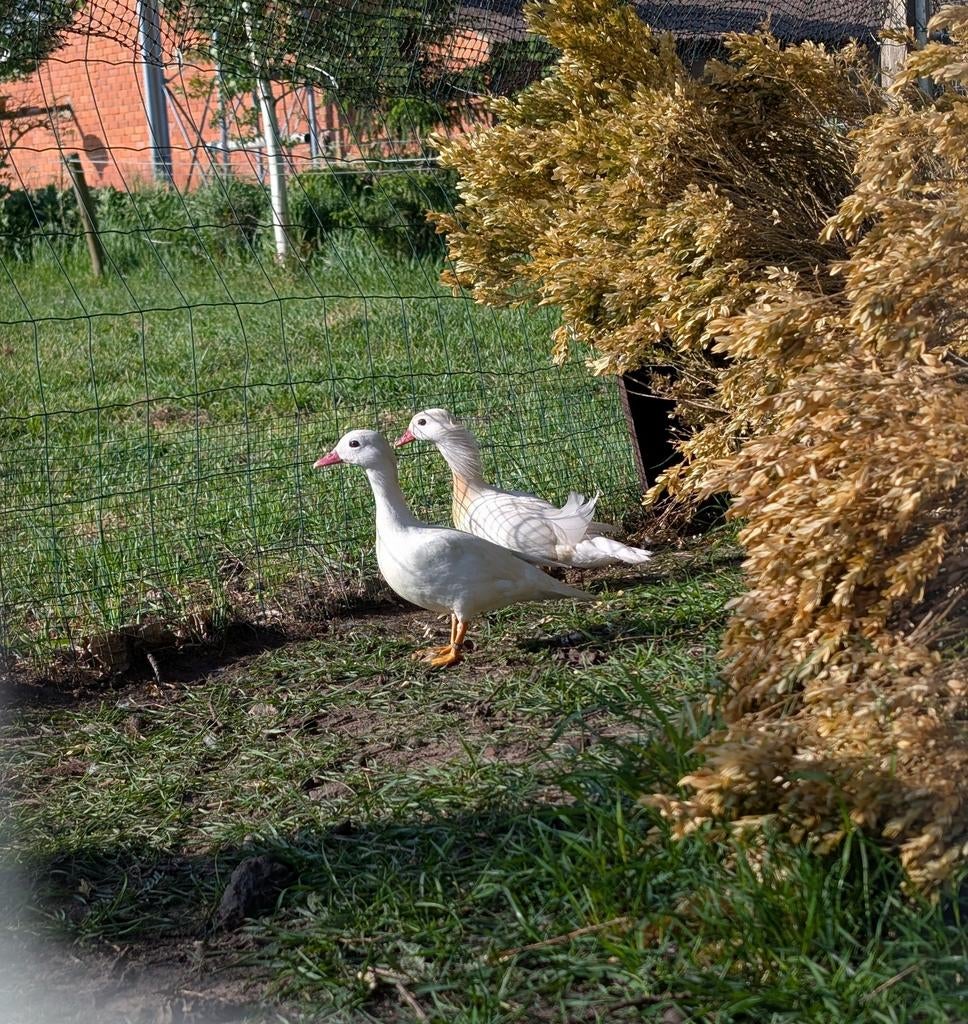Te koop, koppel witte mandarijneenden, Dieren en Toebehoren, Pluimvee