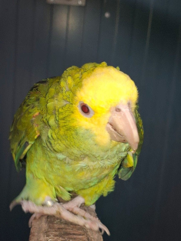 Tamme Amazone, Dieren en Toebehoren, Vogels | Parkieten en Papegaaien, Geslacht onbekend, Papegaai, Pratend