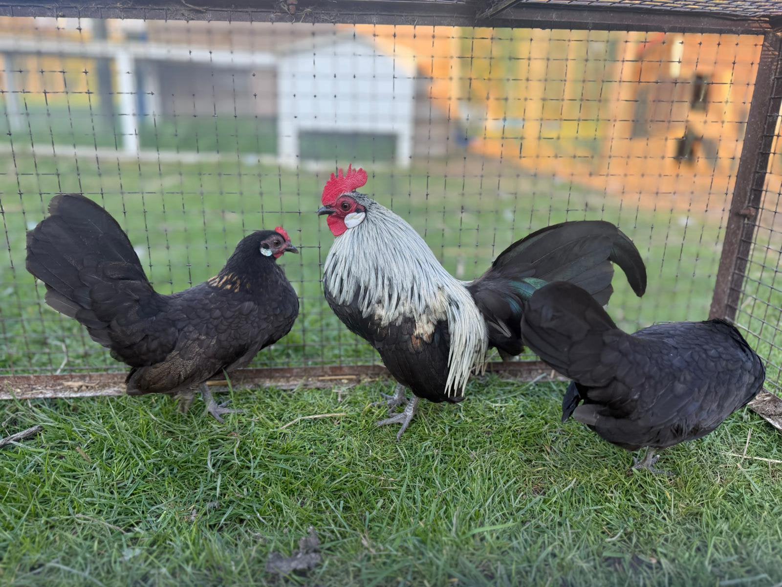 Trio Hollandse krieltjes