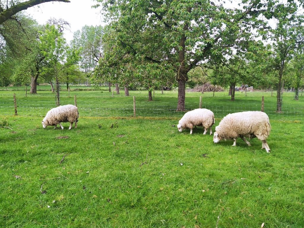 Bokken en ooien, een jaar oud, Dieren en Toebehoren, Schapen, Geiten en Varkens, Meerdere dieren, Schaap, 0 tot 2 jaar