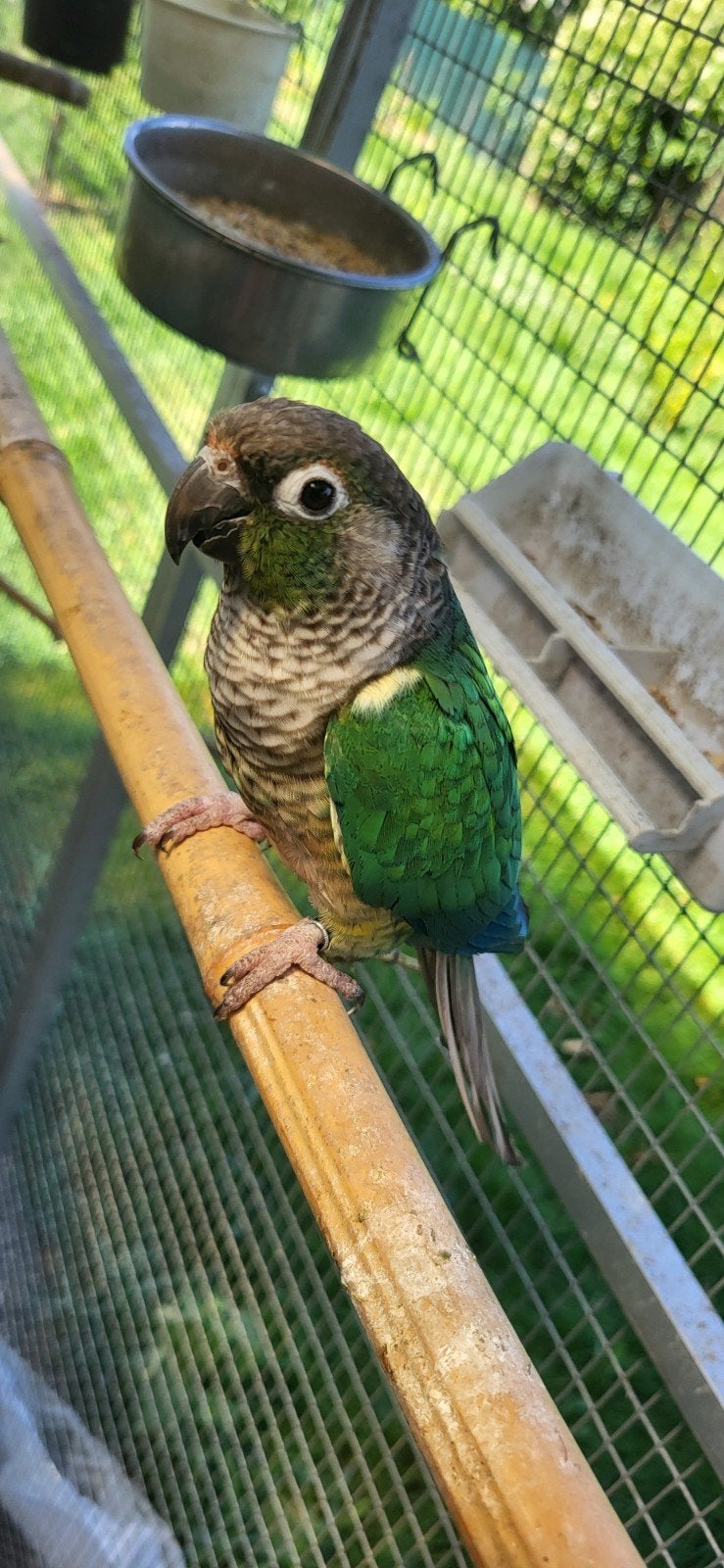 Conure molinae  femelle semi apprivoisé, Femelle