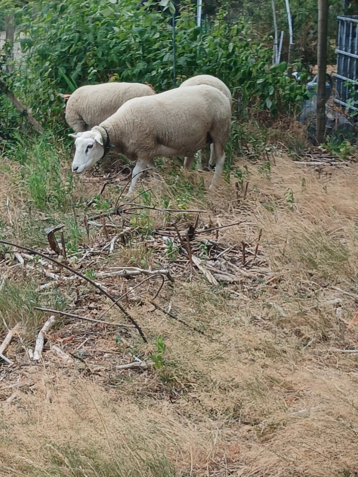 schaap ooi 2025 te koop 160 €, Dieren en Toebehoren, Schapen, Geiten en Varkens, Vrouwelijk, Schaap, 0 tot 2 jaar