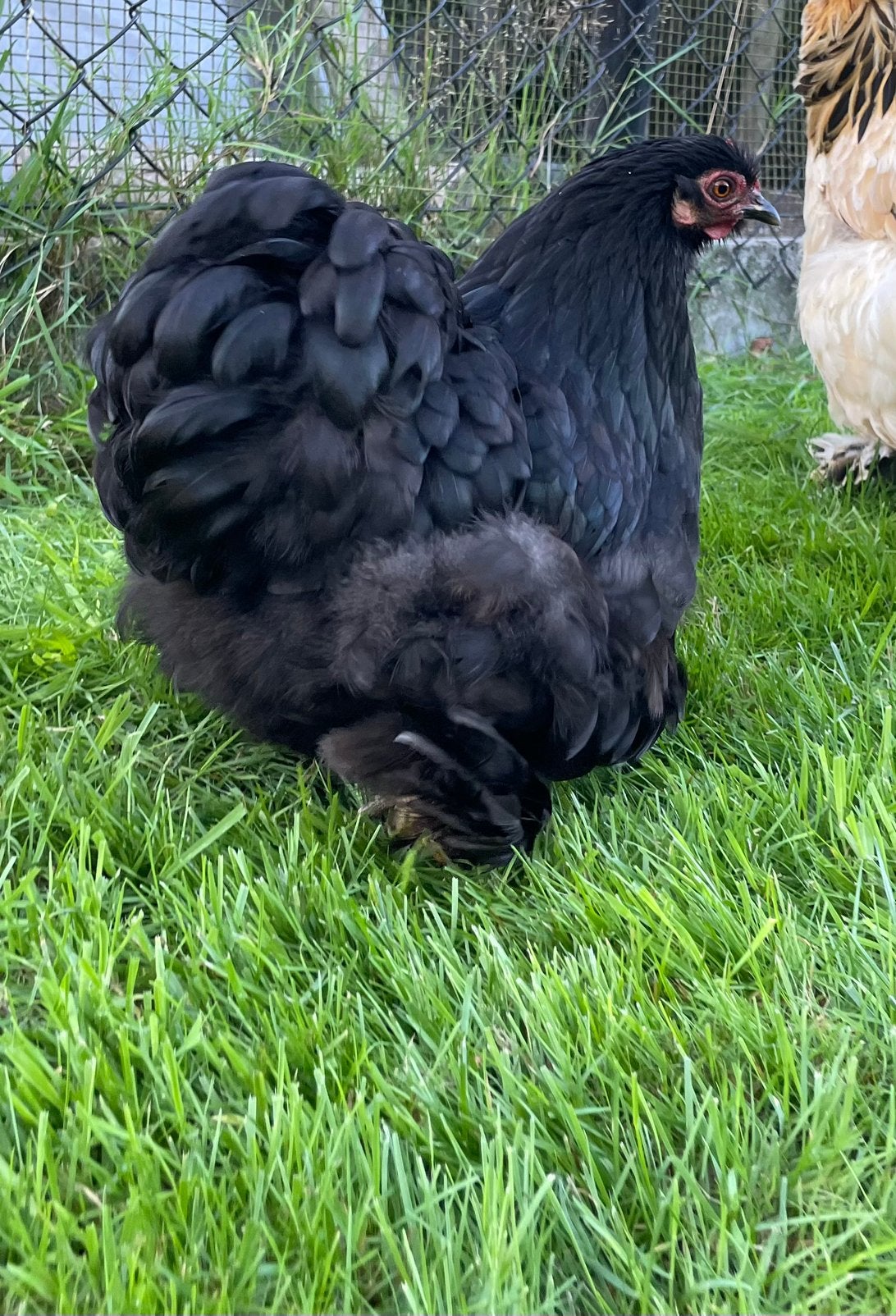 Cochin kriel kippen hen haan, Meerdere dieren, Kip