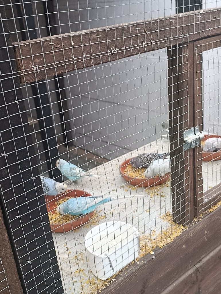 Perussen Grasparkiet, Plusieurs animaux, Perruche