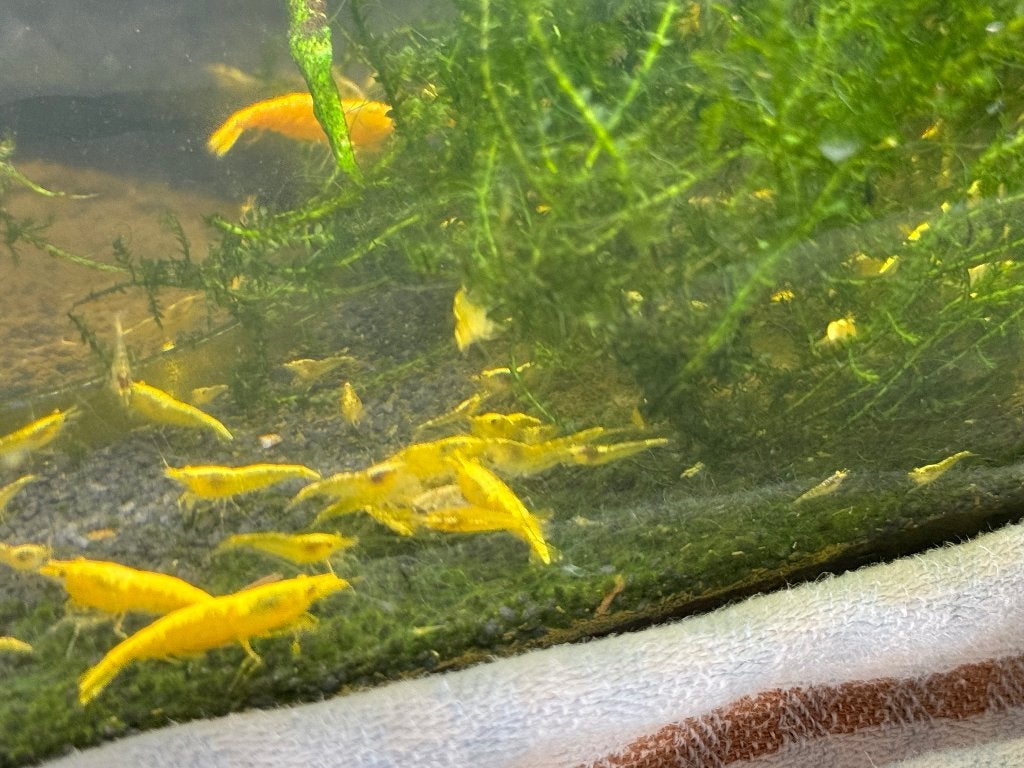 cull gele garnalen (uitgesorteerd), Dieren en Toebehoren, Kreeft, Krab of Garnaal, Zoetwatervis, Schoolvis
