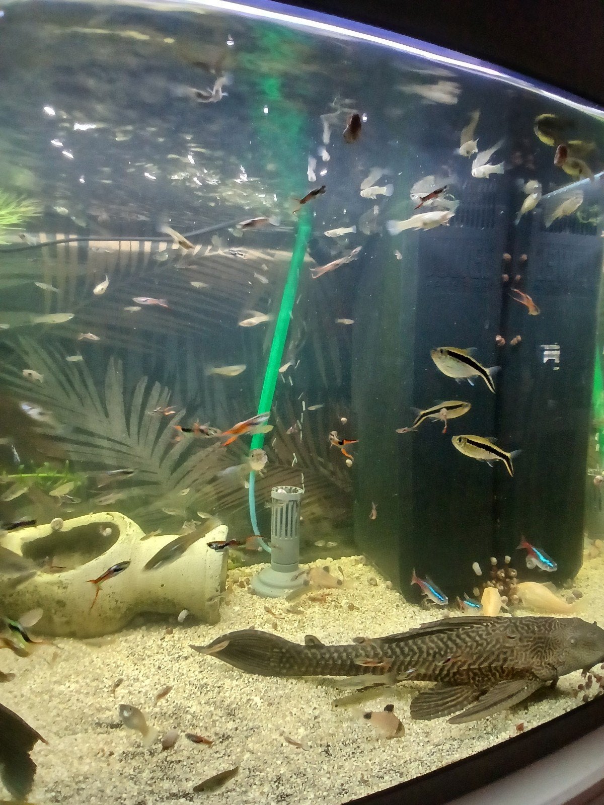Endler guppies, Dieren en Toebehoren, Vissen | Aquariumvissen