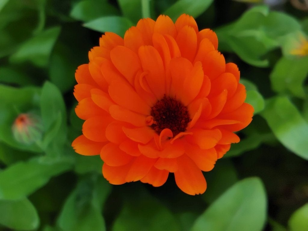 10 graines de calendula - souci - orange au cœur foncé, Envoi, Toute l'année, Graine