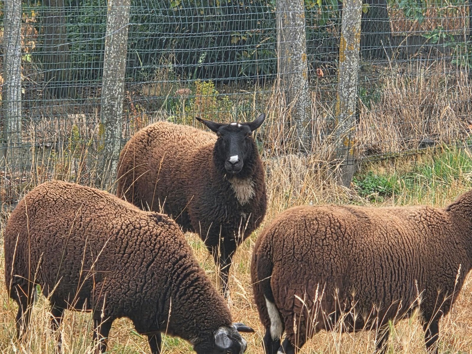 Jonge  schapen moeren  te koop, Dieren en Toebehoren, Schapen, Geiten en Varkens