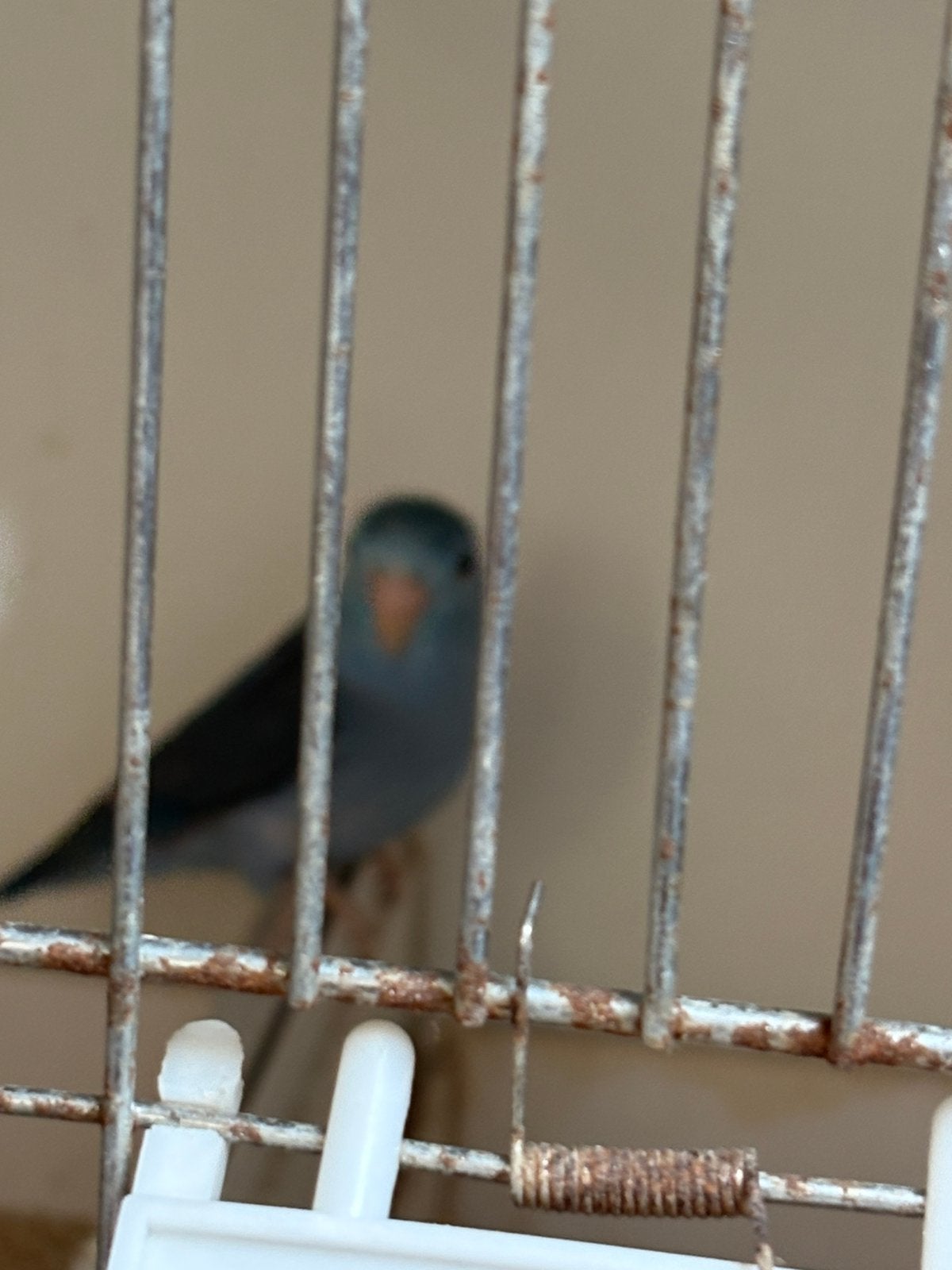Agapornis jong, Dieren en Toebehoren