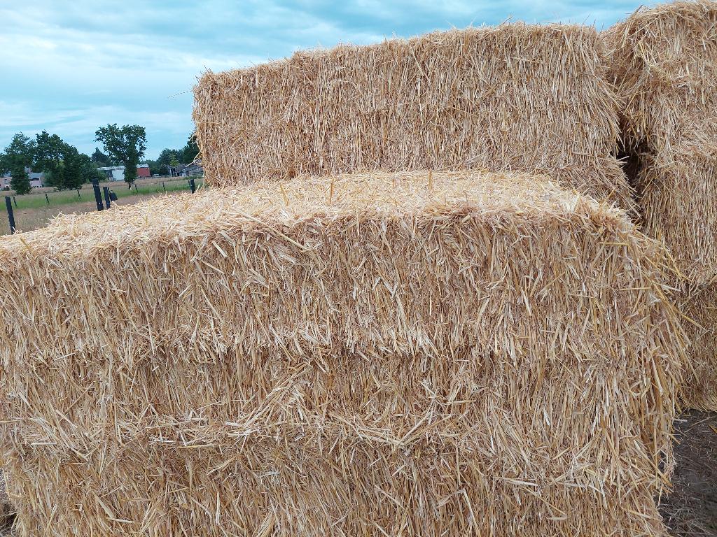 hooi en stro, Springpaard, 175 cm of meer, Met stamboom, Niet van toepassing