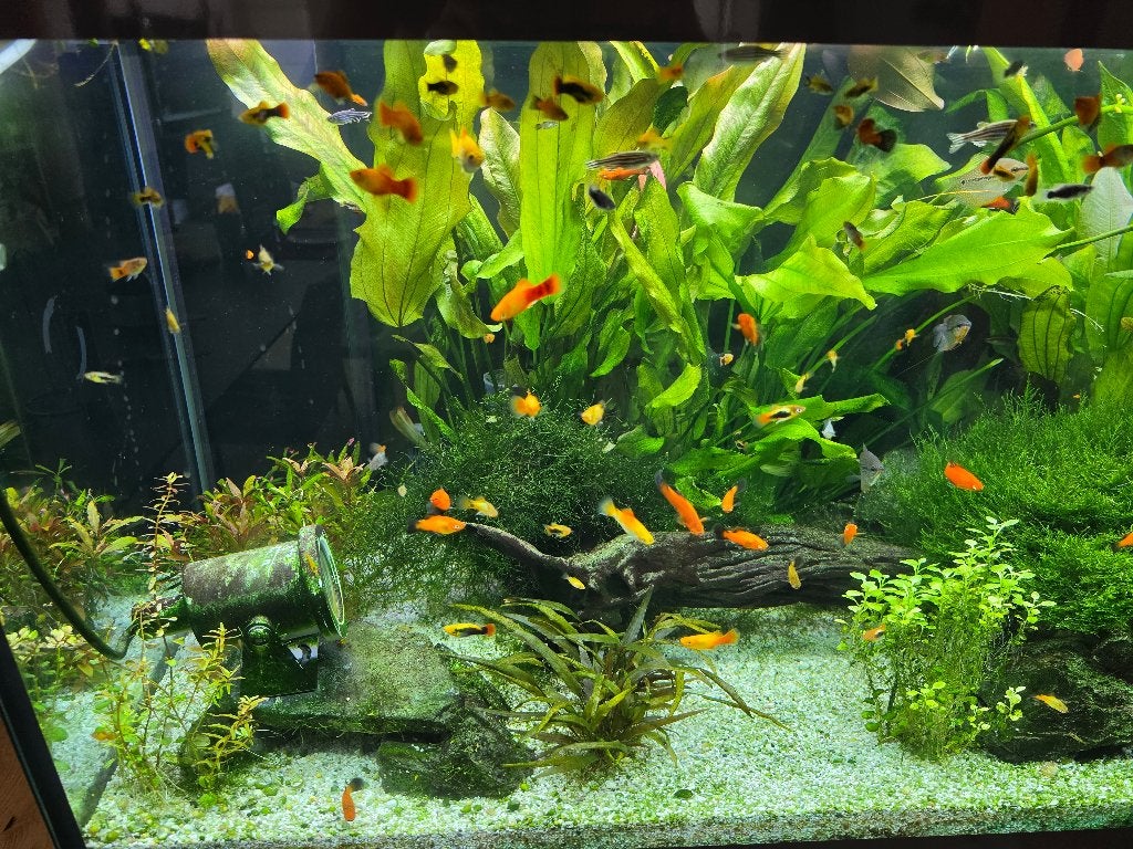 Gratis aquariumvissen, Vis, Zoetwatervis