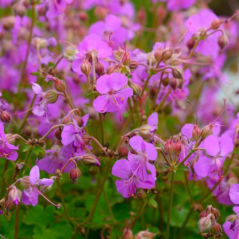 Geranium cantabrigiense cambridge, Tuin en Terras, Planten | Tuinplanten, Ophalen, Bodembedekkers, Vaste plant, Halfschaduw