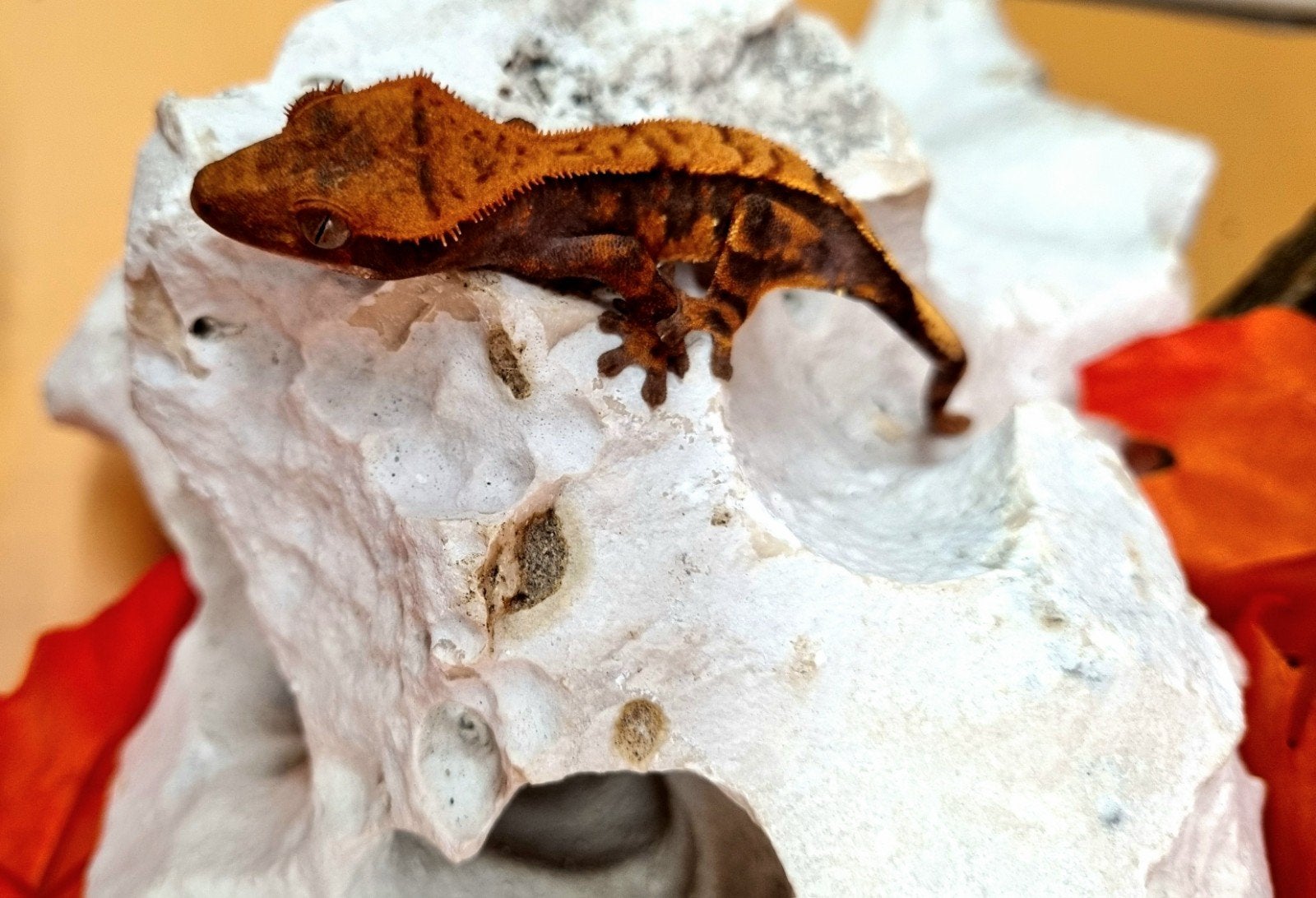 wimpergekko crested gecko Halloween, Dieren en Toebehoren
