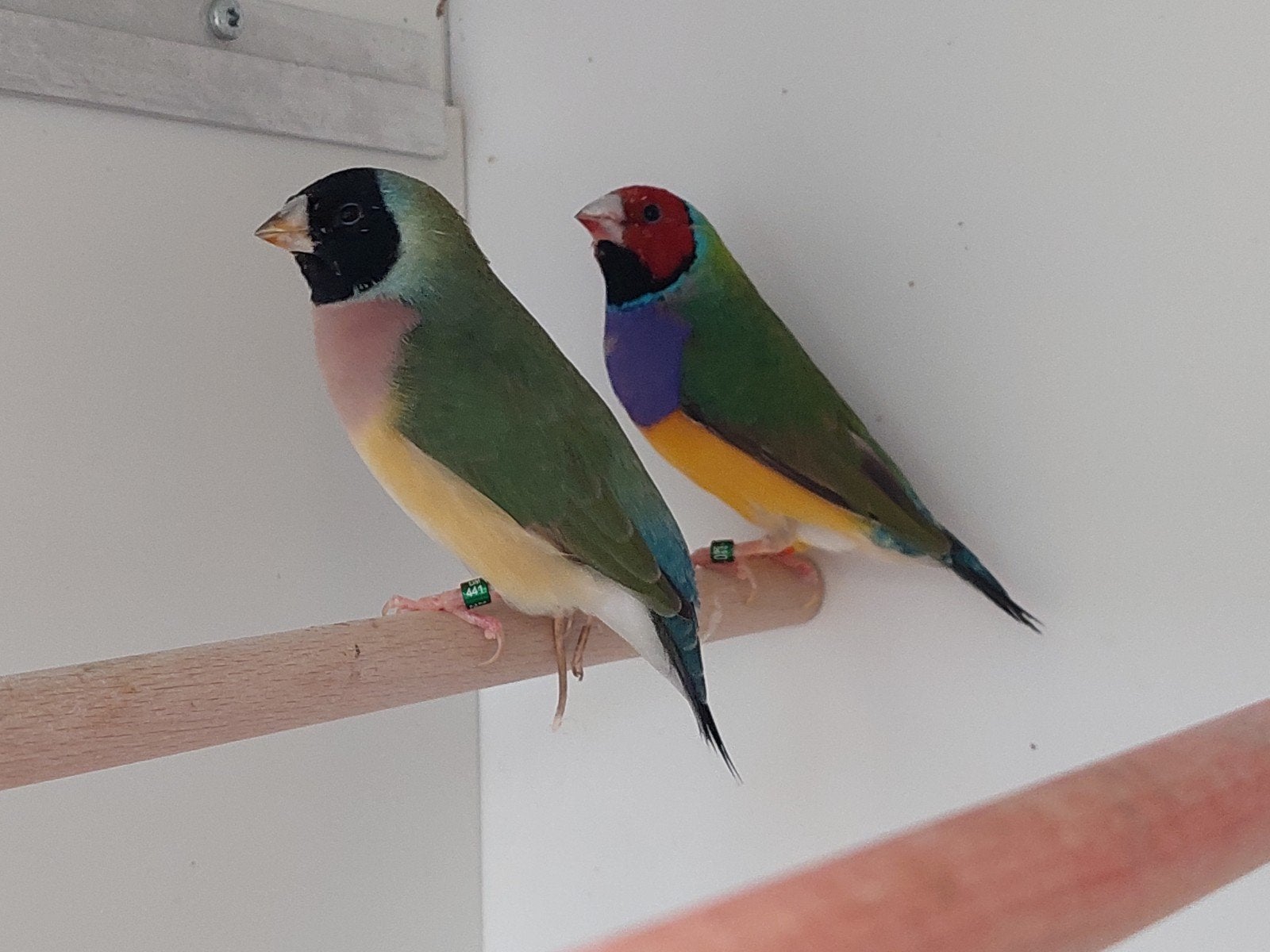 koppel gouldamadine natuurbroed, Dieren en Toebehoren, Vogels | Overige Vogels