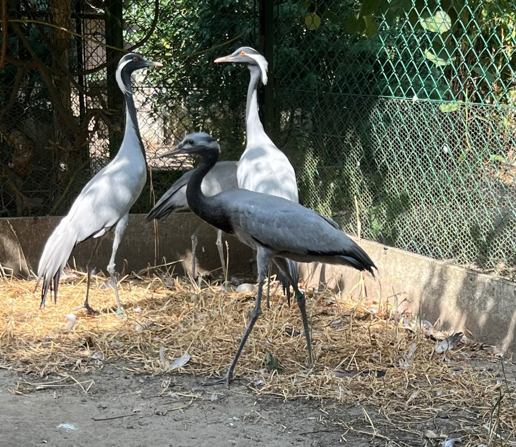 juffer kraanvogel, Mannelijk, Overige soorten