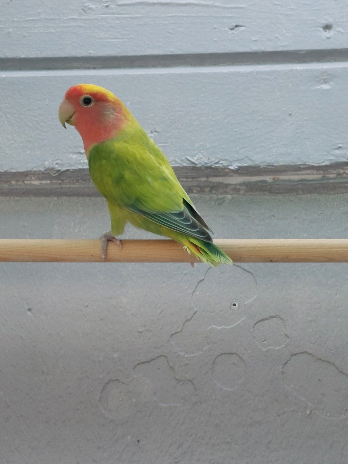 Agapornis roseicollie man, Dieren en Toebehoren, Vogels | Parkieten en Papegaaien