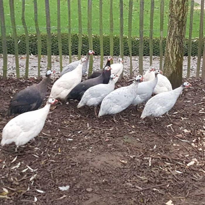 Broedeieren gezocht, Dieren en Toebehoren