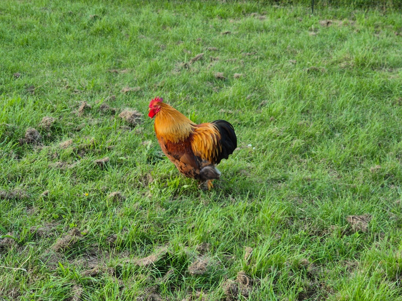 Cochin kriel haan om te geven, Dieren en Toebehoren, Mannelijk, Kip
