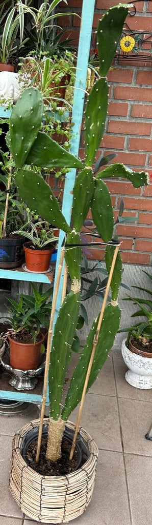Cactus - Mickey, Enlèvement, Cactus, Ombre partielle, 100 à 150 cm
