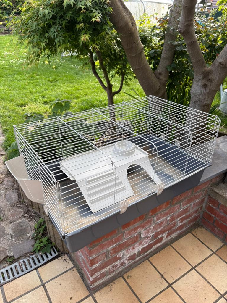 Cage cochon d’Inde, lapin a donner, Enlèvement, Utilisé, Cage, Cobaye