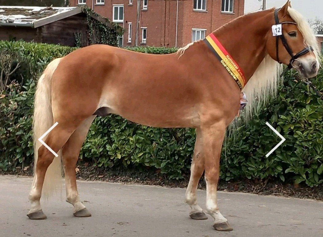 Liz stellan haflinger dekhengst goedgekeurd, Ophalen of Verzenden