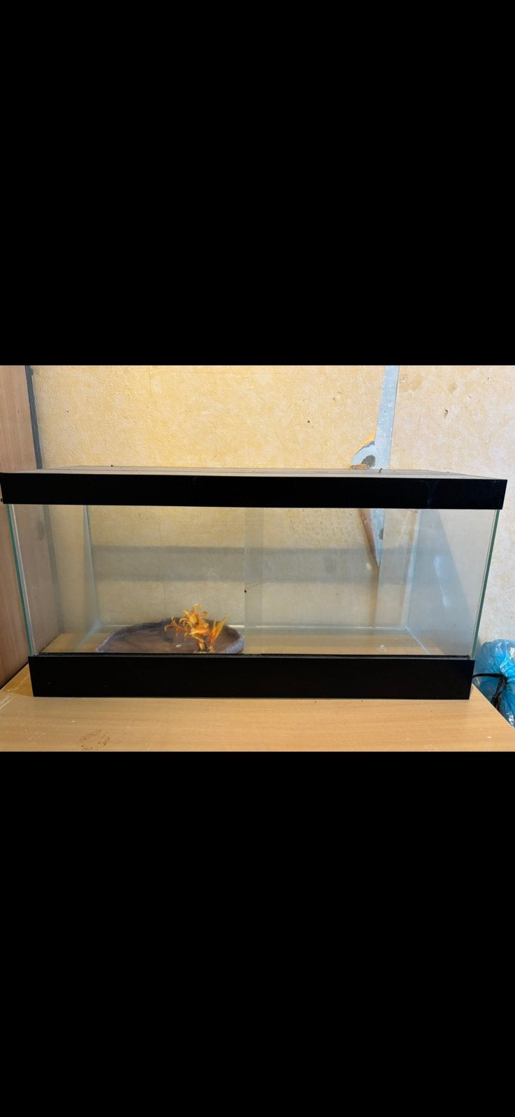 Terrarium, Animaux & Accessoires, Enlèvement, Comme neuf