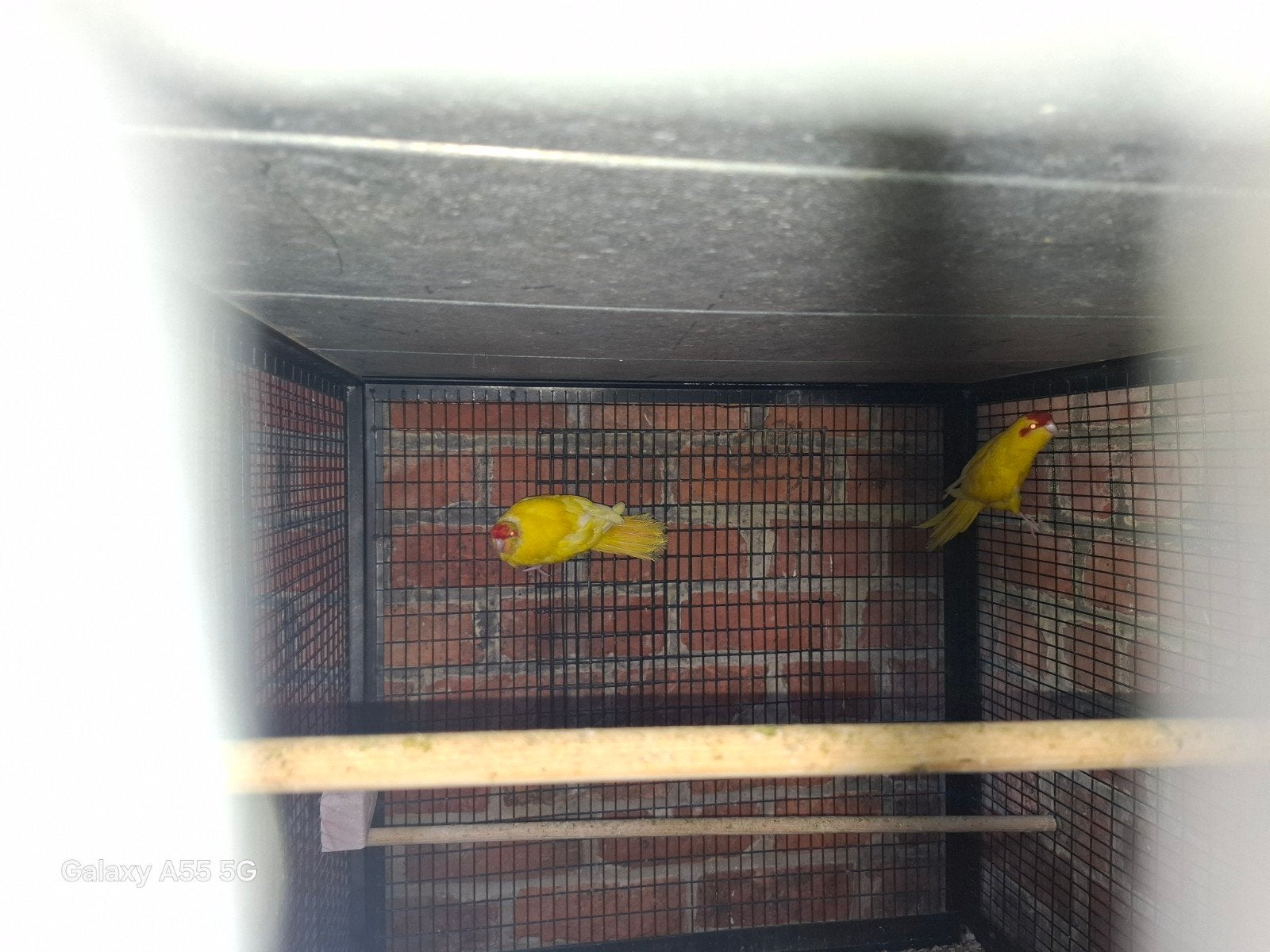Kakariki, Dieren en Toebehoren