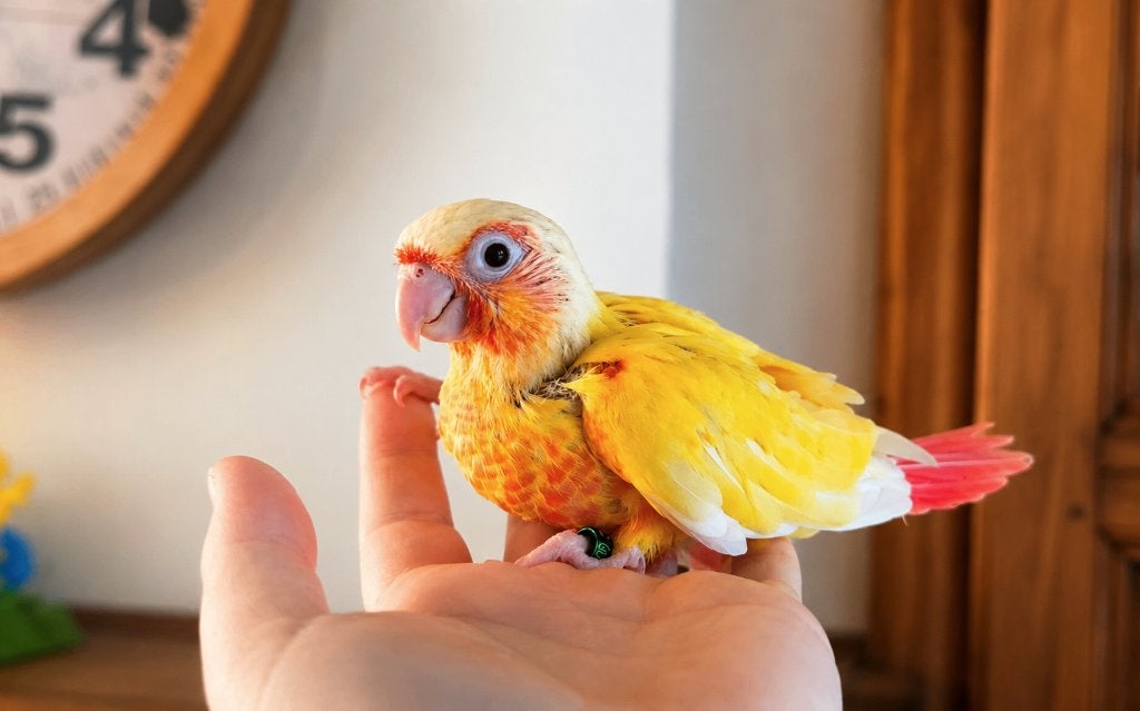 Femelle Conure Molinae Lutino EAM, Femelle, Perroquet, Domestique