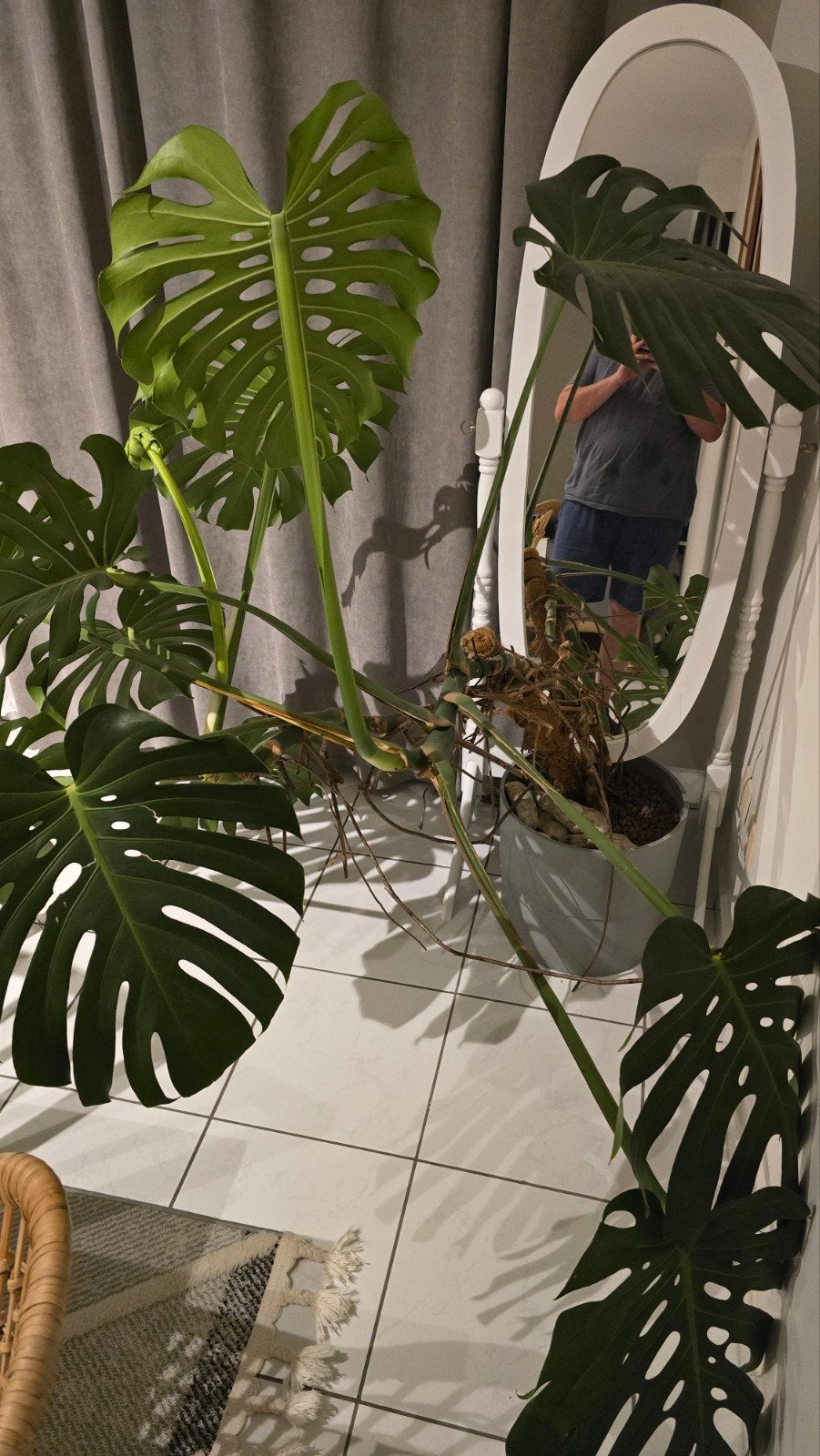 Grote Monstera Deliciosa, Huis en Inrichting, Ophalen